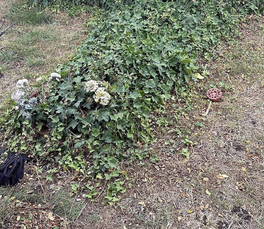 Overgrown grave plot before a Never Forgotten Deep Clean and Reset, cropped to protect memorial details