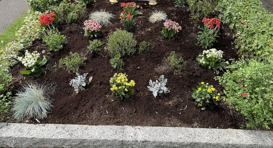 Seasonal planting and grave care by Never Forgotten, cropped to protect memorial details